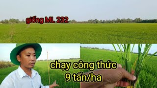 giống lúa MỚI bén duyên  quê TÔI. bón công thứC phân 9 tấn/ha cho giống ml 232. kích đòng hiệu quả