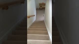 Shark puppet falls down the stairs