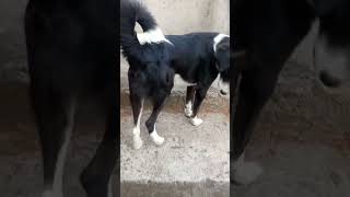 Bhukh mujhe hai lagti🐶 #doglover  #shorts #ytshorts