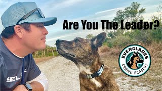 Are You The Leader? | Pack Structure | Dog Behavior | Naples FL