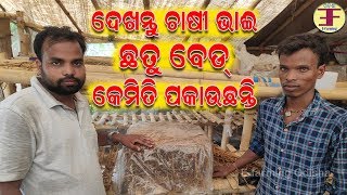 ଦେଖନ୍ତୁ ଛତୁ ଚାଷୀ କେମିତି ବେଡ ପକାଉଛନ୍ତି(mushroom farming in odisha).