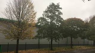 Grey alder (Alnus incana) - tree - October 2018