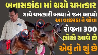 ભાભર ની એક ગૌશાળા માં ગાયે ચમત્કારી વાછરડા ને જન્મ આપ્યો // ચમત્કારી છે લોકો ની માન્યતા