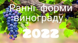 🍇Огляд ранніх гібридних форм винограду 🍇