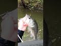 羽ものオチパク トップウォーター bassfishing topwater