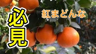 紅まどんなの失敗しない袋掛け　20/10/23