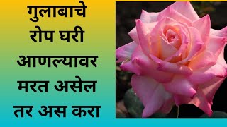 गुलाब | माझी बाग 219 | care of Rose plant | rose plant care | rose fungus treatment | mazi baag