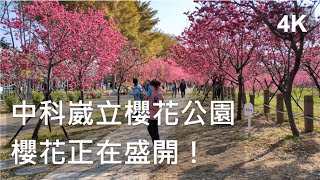 中科崴立櫻花公園 櫻花正在盛開！4K