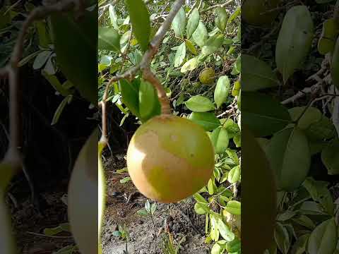 What carries water and food through the plant?