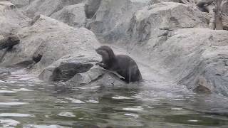 コツメカワウソ、元気だよ(Oriental short-clawed otter)