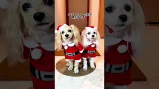 クリスマス🎄動画の撮影風景です🐶🐶🧡 #shorts #クリスマス #犬