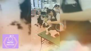 【ペット美容学科 グルーミング実習】動物専門学校 トリマー 動物看護師 アクアリウム 動物のお仕事