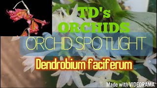 ORCHID SPOTLIGHT : Dendrobium faciferum #orchidspecies #dendrobiumorchid