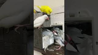 文鳥のちびちゃんとナナちゃん、セキセイインコのサンちゃん会議中！ #仲良し #文鳥 #チビちゃん #セキセイインコ #白文鳥 #ちびちゃん #仲悪い