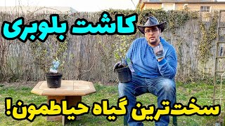 آموزش کاشت بلوبری: چه کار کنیم تا میوه دهد؟