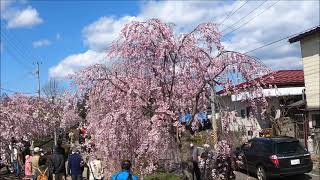 さくら紀行　福島県喜多方市　一度は訪れたいと思う日本一の日中線枝垂れさくら