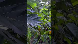 Keledan /Aanjili fruit plant at my garden | എന്റെ തോട്ടത്തിലെ തായ്ലന്റ് വറൈറ്റി ആഞ്ഞിലി പ്ലാവ്.