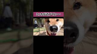 柴犬には柴犬なりの距離感がある。#shiba #dogrun #doglover