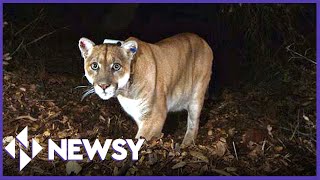 The Legacy Of P-22: Hollywood's Famous Mountain Lion