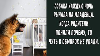 Собака каждую ночь рычала на малыша. Когда родители поняли почему, чуть в обморок не упали.