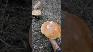 Big Boletus edulis brothers, Oktober 7th#shorts #new #nature #forest #viral #foryou #porcini #bosnia