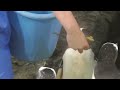 ペンギンのエサの時間　飼育員さんの近くへ集合！　【のんほいパーク】