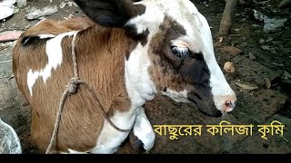 বাছুরের চোখ থেকে পানি পরার কারন |বাছুরের স্বাস্থহানি  #friesian-calf #cow #friesian