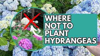 Hydrangea Planting Location Mistakes to Avoid | Hydrangea | Hydrangea Care