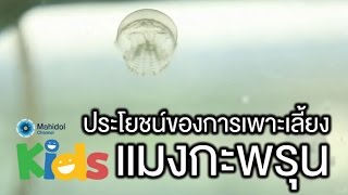 ประโยชน์ของการเพาะเลี้ยงแมงกะพรุน [Animals Speak by Mahidol]