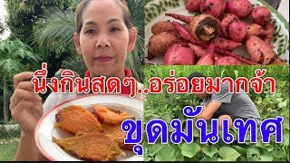 มันเทศปลอดสารพิษจ้า‼️.| ไปขุดมันเทศมานึ่งกิน...หวานมันอร่อยสุด🍽🍽