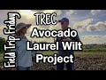 Field Trip Friday- Avocado Laurel Wilt Project at TREC