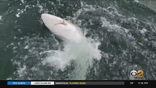 CBS2 Seeks Answers For The Numerous Shark Sightings In Area Waters