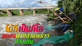 ได้ทีเป็นกิโล!!! ยกยอฝายสามพร้าวช่วงเย็น 6 ก.ย. 64 Catch fish with mesh in Udonthani,Thailand.