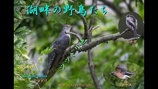 湖畔の野鳥たち（ツツドリ他）2023年9月