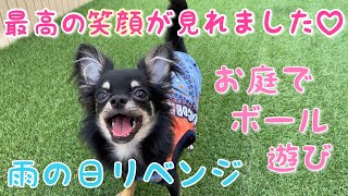 かわいい犬｜ロングコートチワワのウルくん【ニコニコ笑顔♡お庭でボール遊び！】