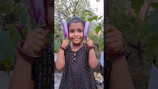 2025 ലെ ആദ്യ വിളവെടുപ്പ് 🍆🍆🍆🍅🍅🍅#short#agriculture#video