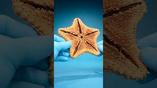 How Do Starfish See?