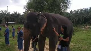 #ปางช้าง Krabi Elephant House sanctuary  กระบี่(น้อย)