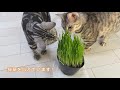 【猫ちゃん】猫草の与え方を知りたいです！