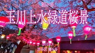 渋谷区めぐり【玉川上水緑道桜景】2023.3.東京都渋谷区幡ケ谷