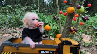 Baby monkey Bibi helps dad harvest fruit to make fruit juice