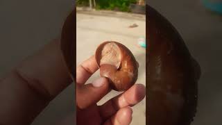 ខ្យងហ៊ាន, Snail