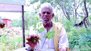 రోడ్డుపక్కన దొరికే ఈ మొక్క సృష్టి మనకి ఇచ్చిన వరం || TELLA GALIJERU |    PUNARNAVA MOKKA Prayojanalu