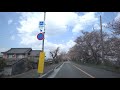 鍋田川堤桜並木 車載動画