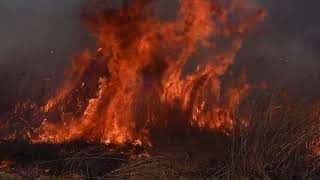 2023年のコジュリン公園の野焼き：Controlled burning in Japan @River-bed of Tone River, Chiba Prefecture