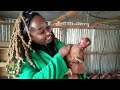 Chakula Nafuu cha Kuku/Affordable chicken food || AKILI SHAMBANI