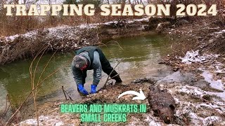 Trapping Season 2024 - Beavers and Muskrats in Small Creeks