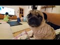 女3人でまったりするもやっぱり娘にイジられるパグ犬ぷぅpug