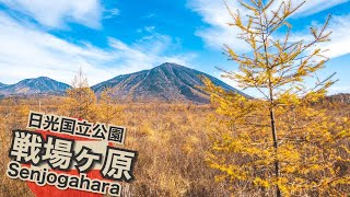 戦場ヶ原の紅葉｜Walk around in the autumn colors of Nikko National Park｜秋の日光国立公園を歩く｜Tochigi, Japan