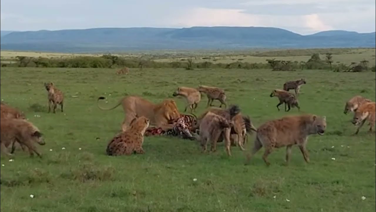 Animals Vs Animals Fighting Video, Lion Vs Hyenas Fight, Lion Vs Lion ...